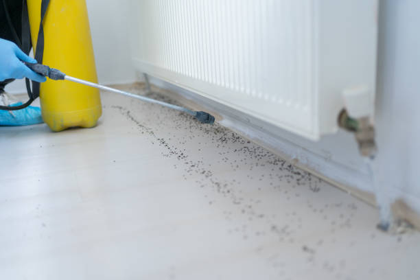 Best Residential Pest Control  in Wellton, AZ