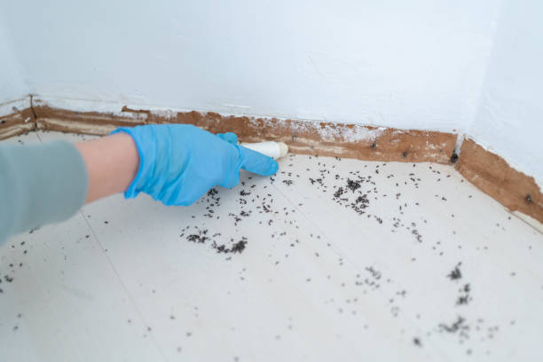 Best Emergency Pest Control  in Wellton, AZ